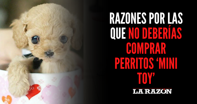 Los perros 'mini toy': Mira por que no debes comprarlos - Diario del Sur