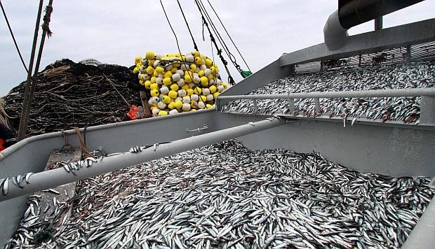 Pesca creció 31% a junio impulsada por mayor captura de anchoveta
