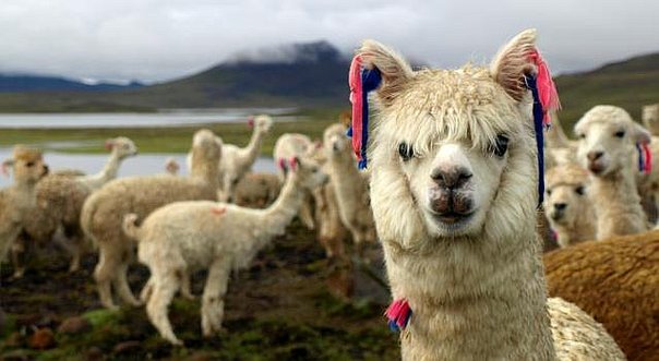 Día de la Alpaca : Te presentamos todo los tipos de este camélido oriundo del Perú
