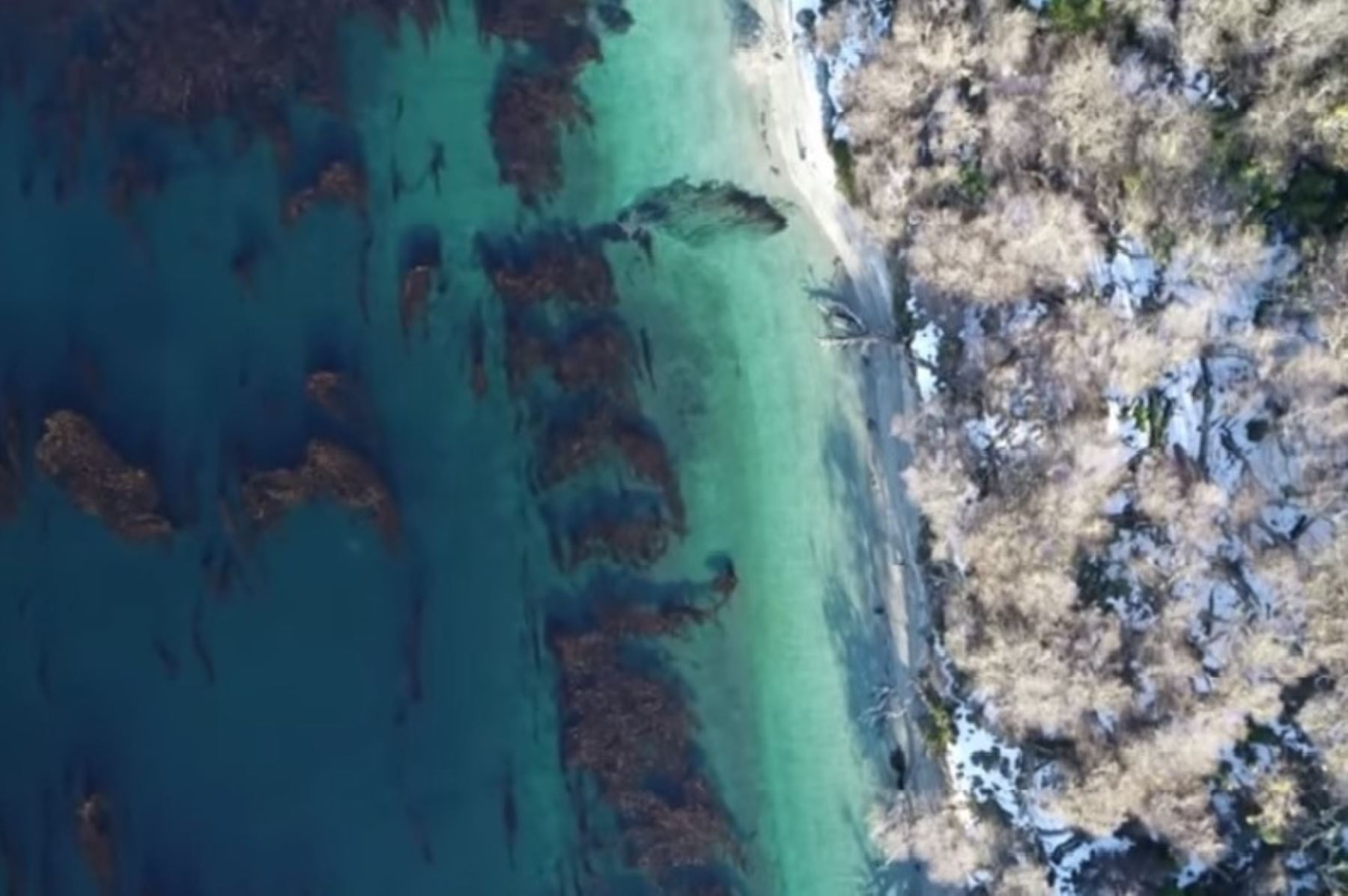 Bosques submarinos de la Patagonia resisten al cambio climático