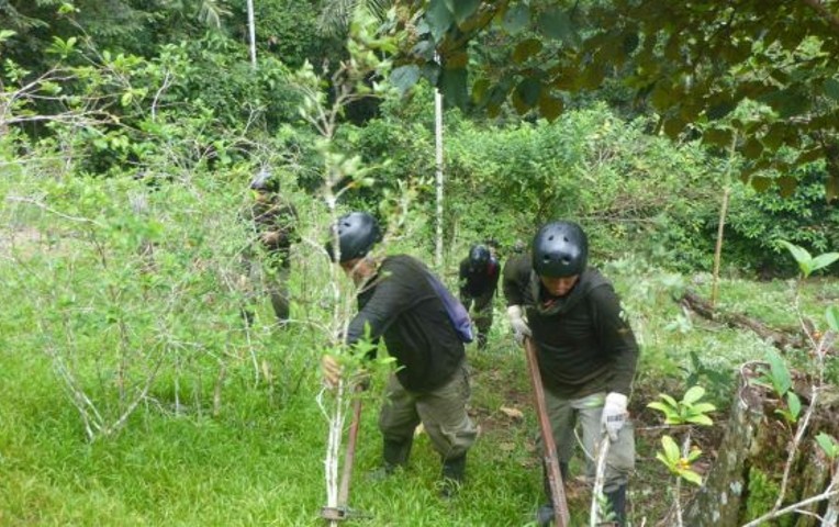 Al menos 19.193 hectáreas de hoja de coca fueron erradicadas este año