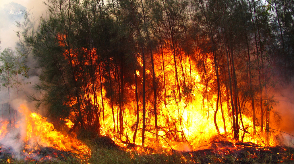 Piden al Ejecutivo aprobación del Plan Nacional contra los Incendios forestales