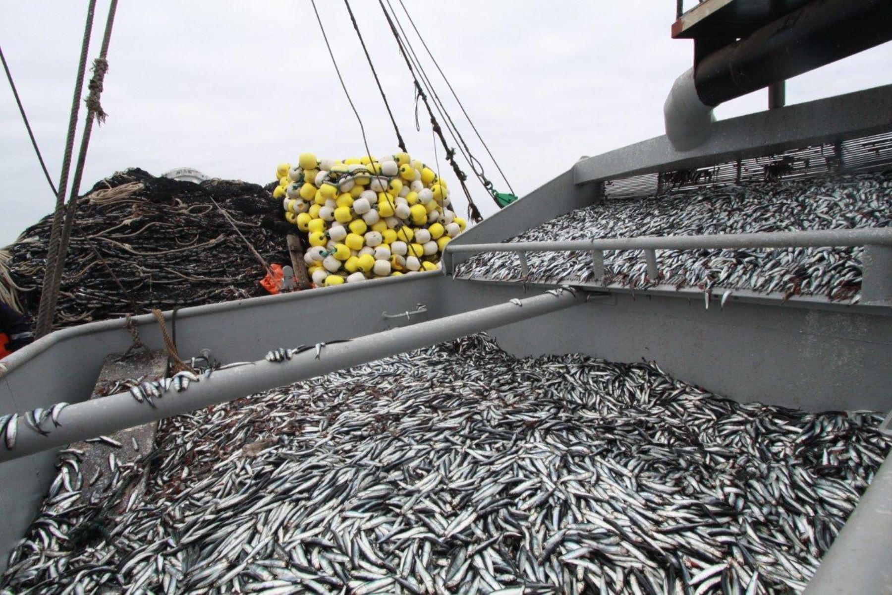Cuota de anchoveta en segunda temporada será de 2.1 millones de toneladas