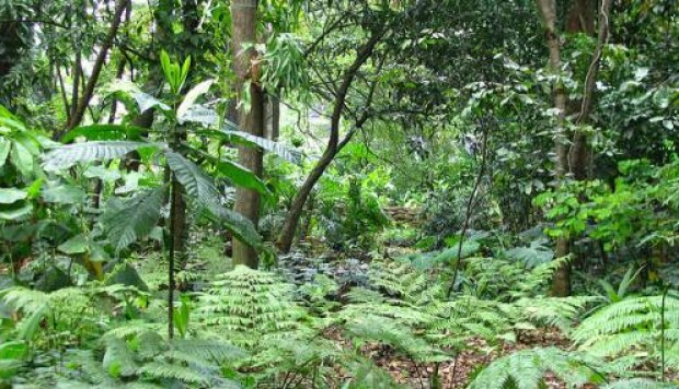 Minam implementa proyectos de inversión por más de S/ 169 millones para conservar bosques