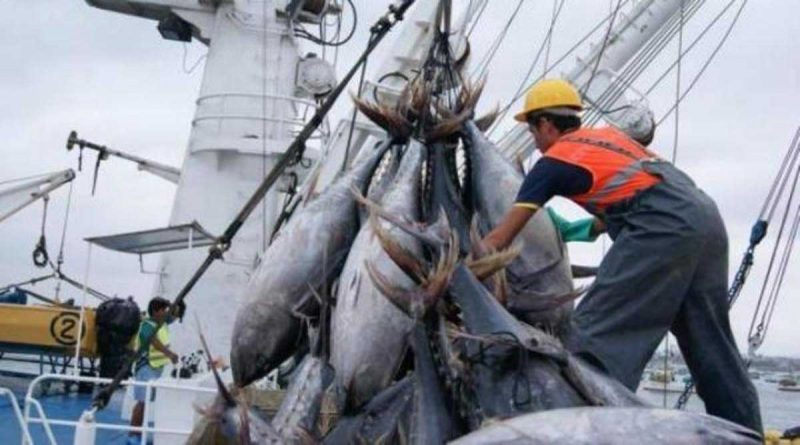 Barcos extranjeros seguirán descargando atún hasta fines del 2019