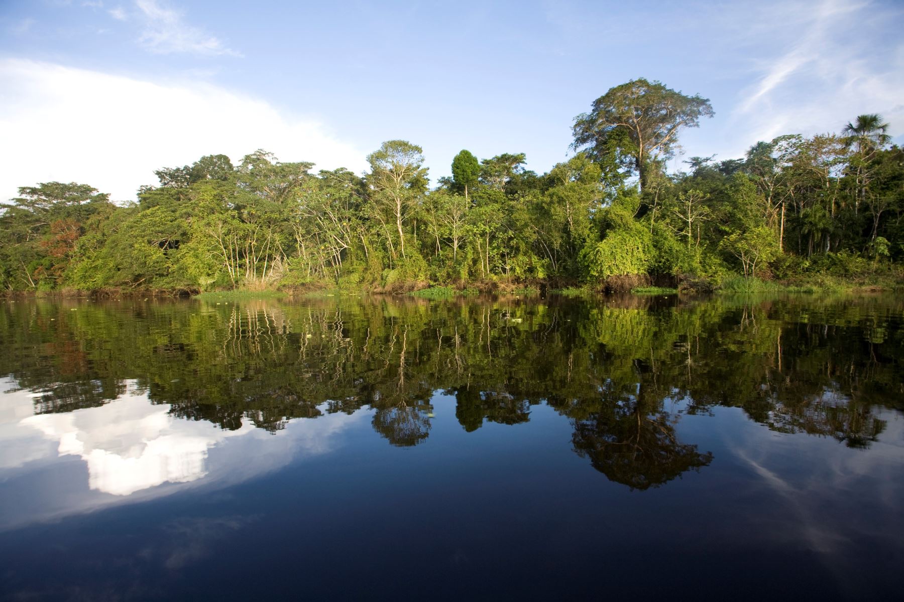 Proyecto para recuperar hectáreas de bosques degradados