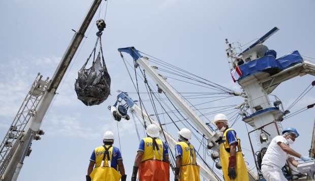 Pesca de anchoveta en sur ha sido inferior en 50% n relación a pesca chilena