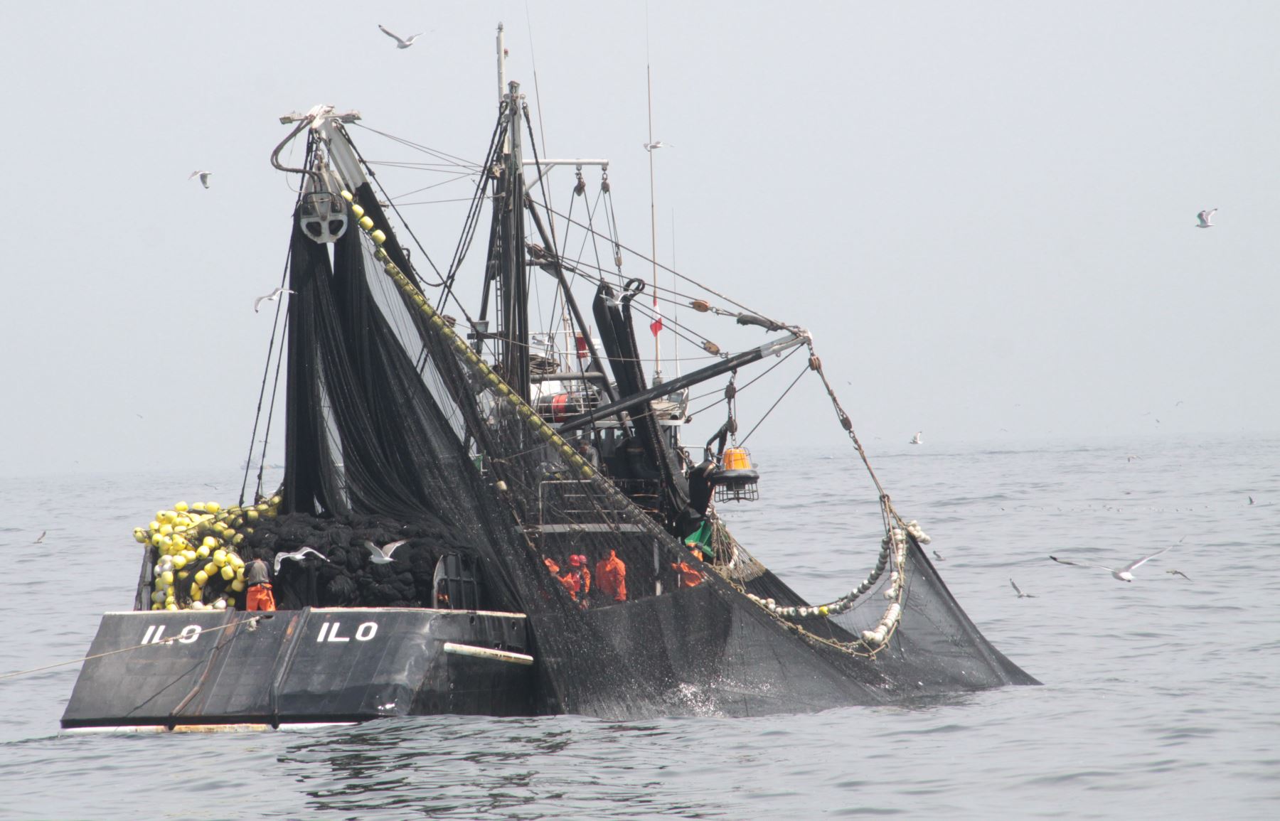 Primera temporada de pesca de anchoveta en zona sur se inicia el 8 de enero