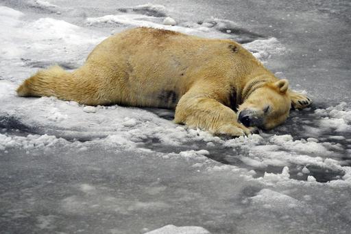 Para el 2030 el Ártico estará sin hielo, según expertos