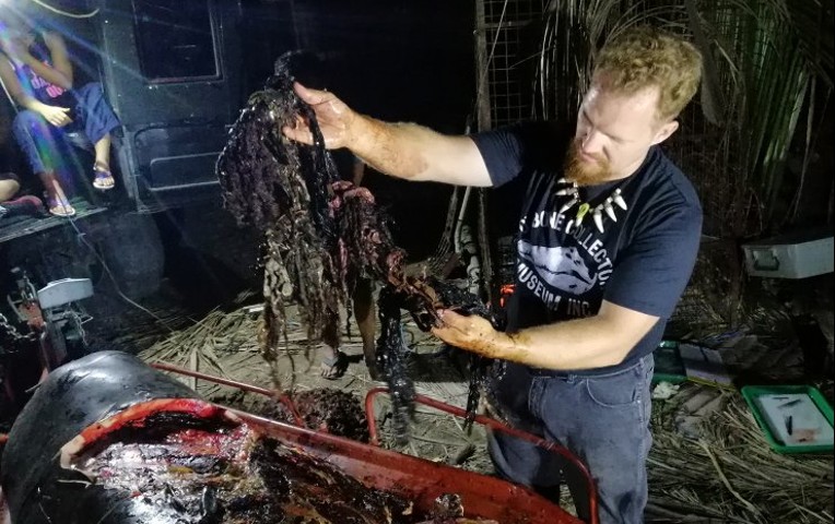 Filipinas: ballena murió de hambre porque tenía 40 kg de plástico en su estómago