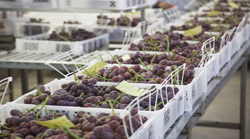 Exportaciones de uva crecen 33 % en primer trimestre del 2019