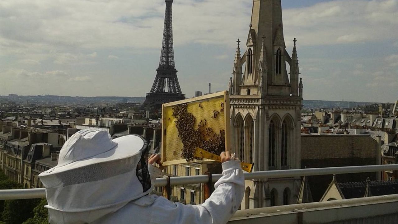 200 mil abejas que vivían en la Catedral de Notre Dame a salvo