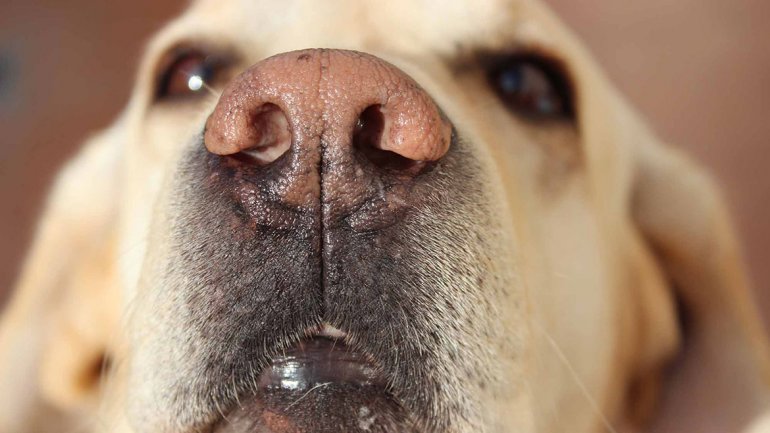 Estudio demuestra que perros detectan el cáncer en la sangre