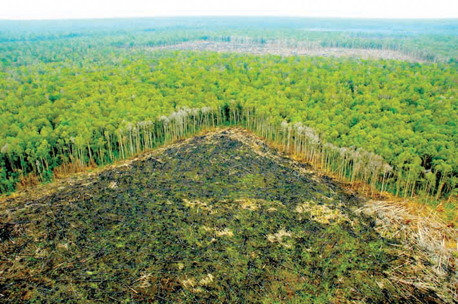 Nuestra Amazonía en peligro