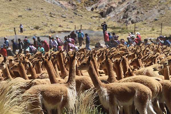 Huancavelica: Celebra el primer Festival Ecoturístico Chaccu de Vicuñas Huachocolpa 2019.