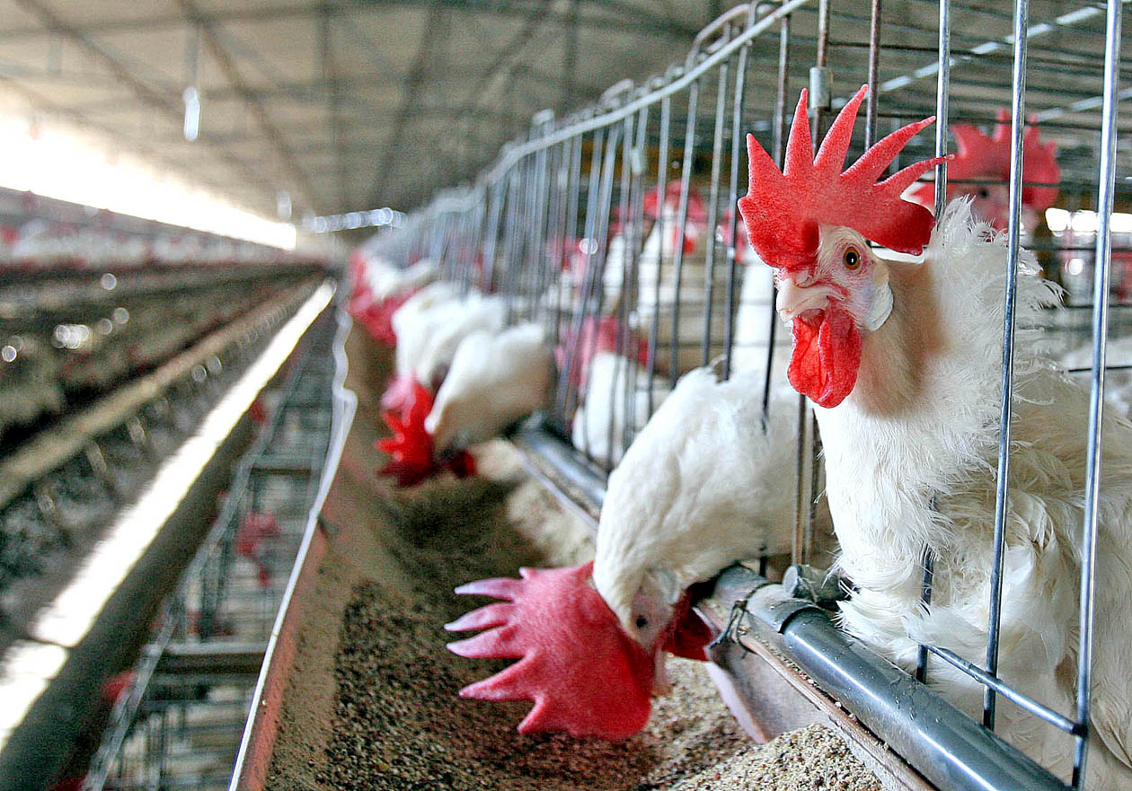 Perú cierra fronteras a exportaciones avícolas chilenas por influenza aviar