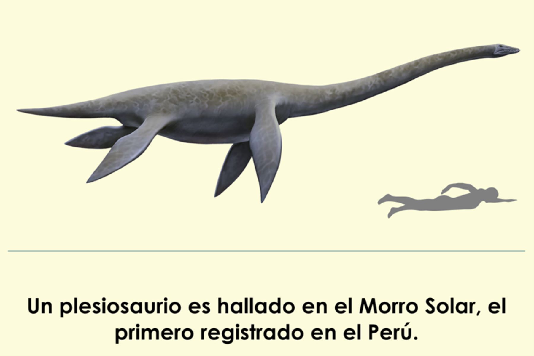 Hallan el primer plesiosaurio en el Morro Solar de Chorrillos