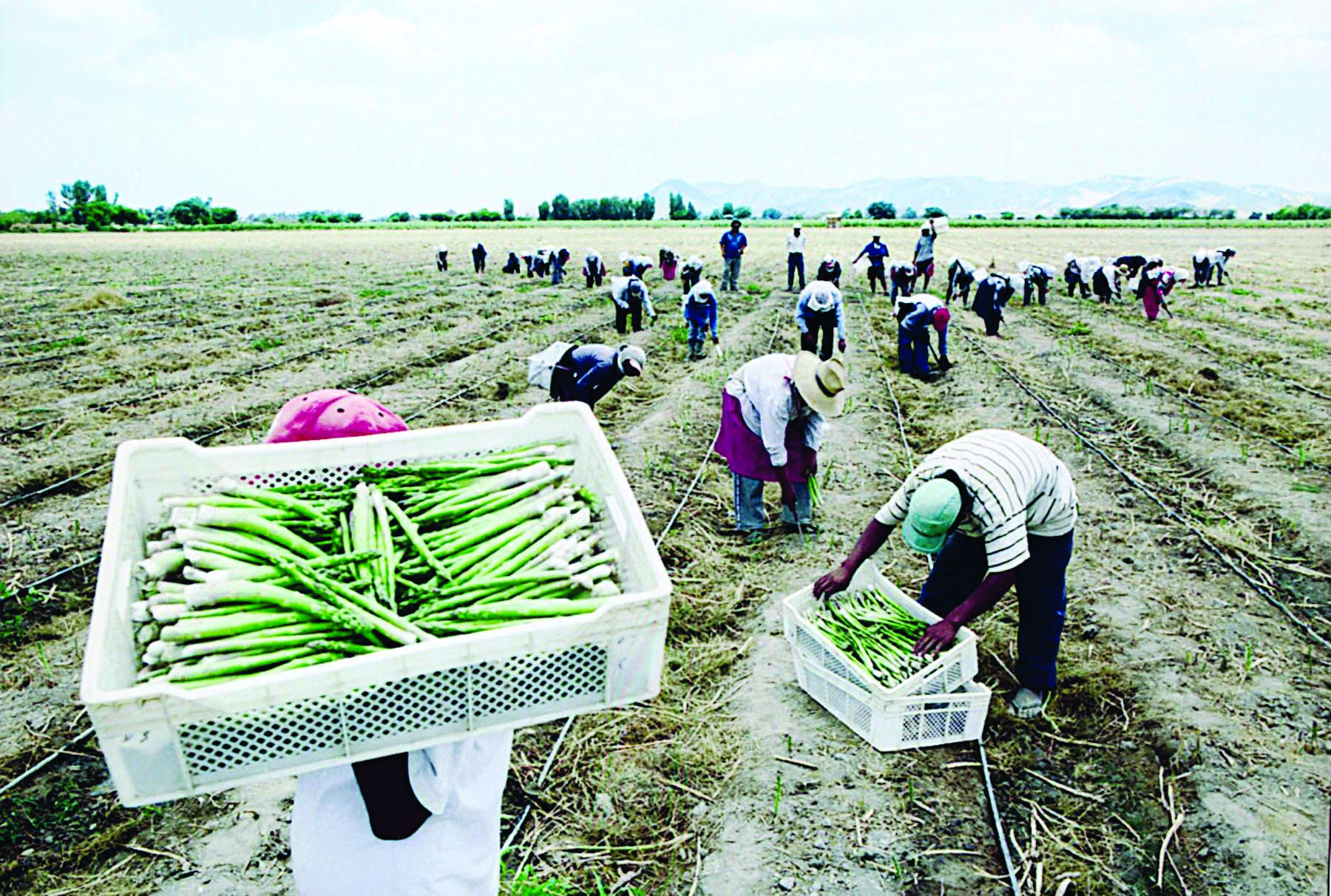 Bolivia cierra puertas a envíos agrícolas de Perú