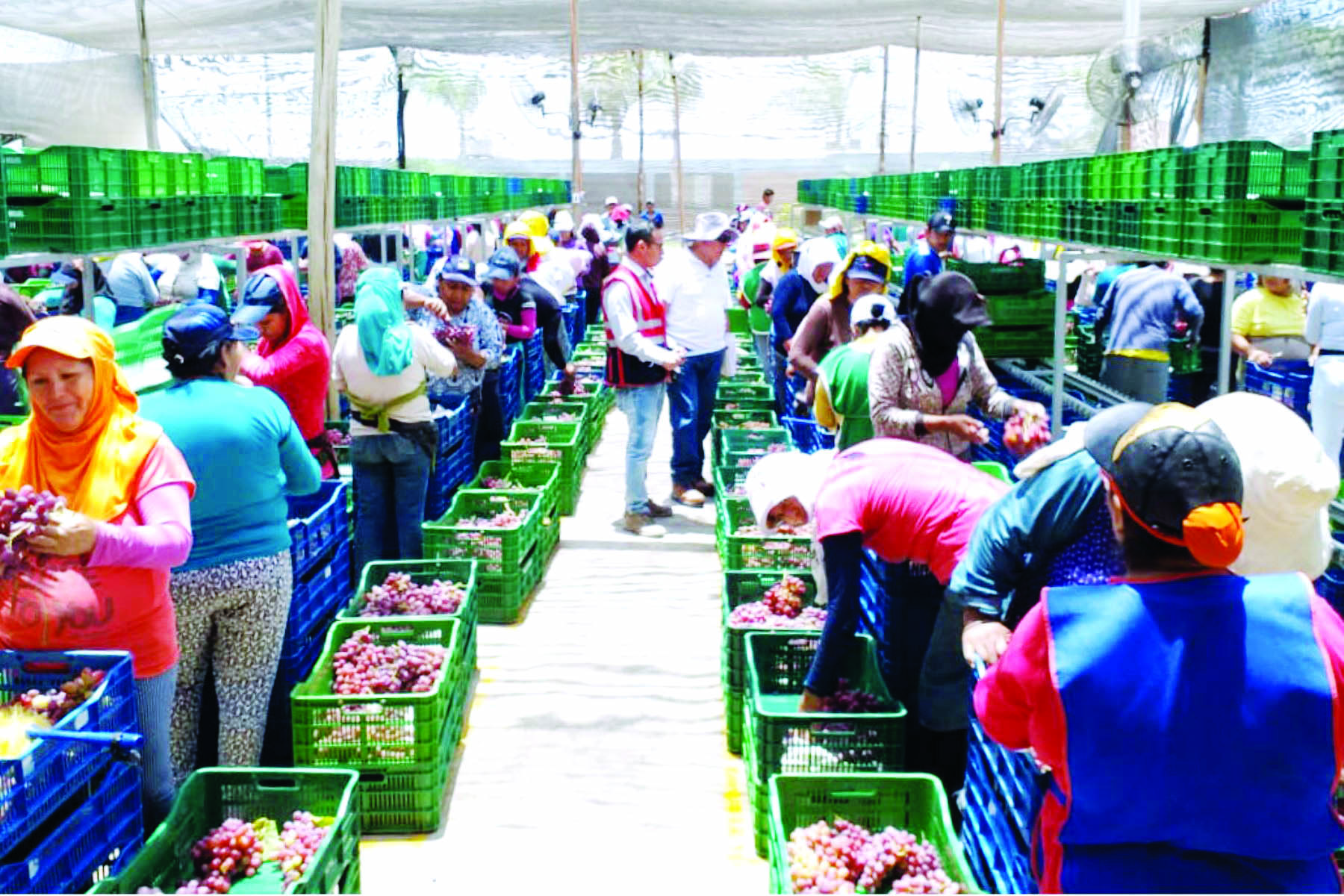 BVL impulsará el ingreso de más agroindustrias