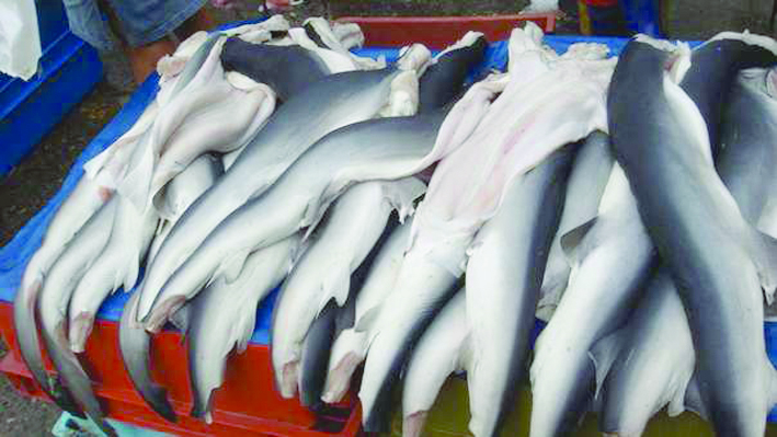 epósito privado en el Callao, un cargamento de carne y aletas de tiburón que se pretendían ingresar al Perú
