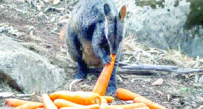 Lanzan alimentos para la fauna de Australia afectada por el fuego