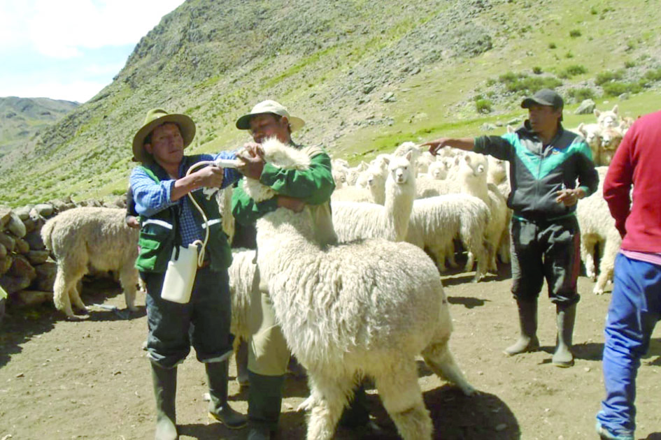 Urgen mayor integración de alpaqueros para elevar exportación de fibra de alpaca