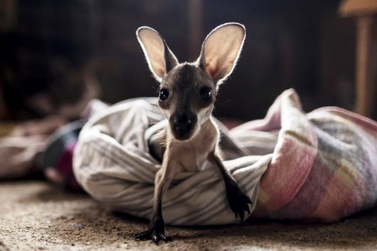 Pareja logró rescatar decenas de canguros huérfanos tras incendio en Australia