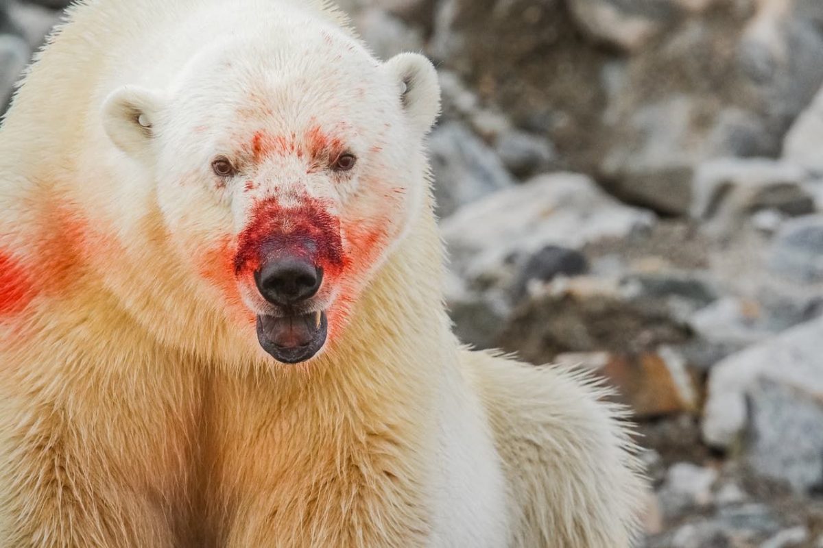 Osos polares se comen unos a otros por el cambio climático