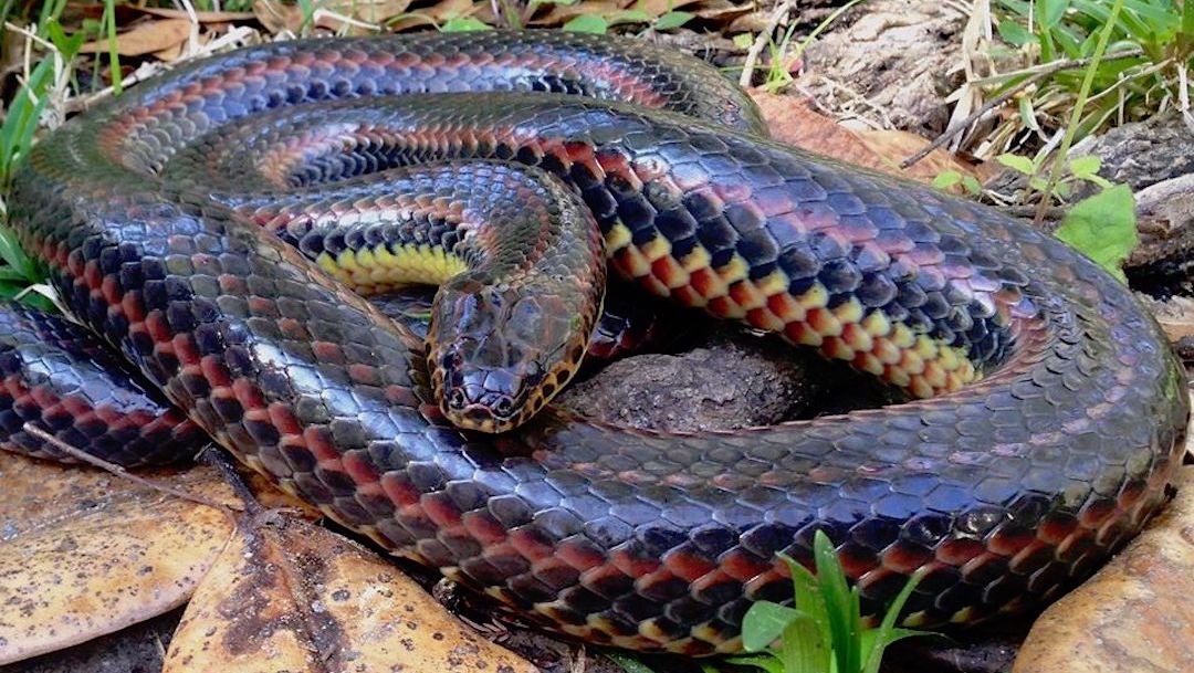 Serpiente arcoiris reaparece luego de estar 50 años desaparecida