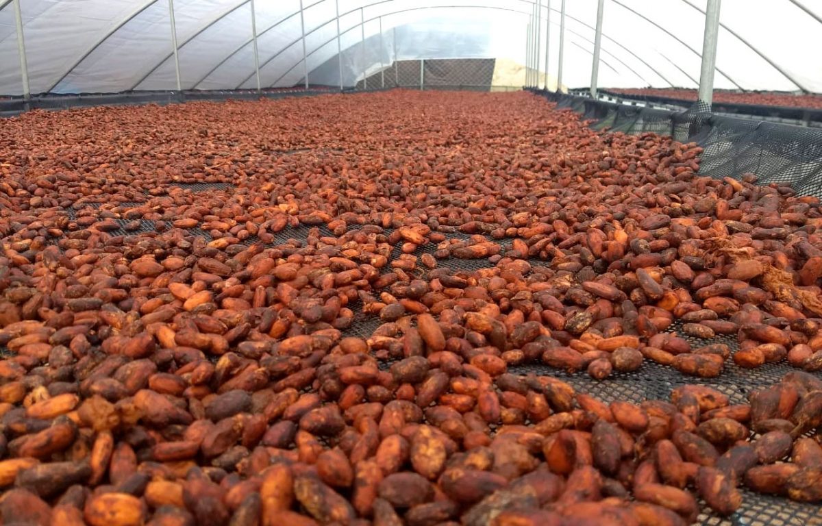 Vraem: Productores de Satipo logran venta de 15 toneladas de cacao valorizadas en casi 130 mil soles