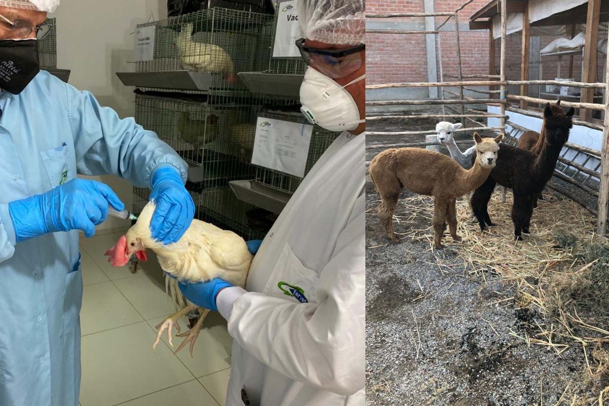 Científicos peruanos usan vacuna en alpacas y gallinas para producir anticuerpos