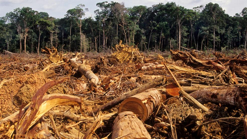Bosques deforestados de la Amazonía.
