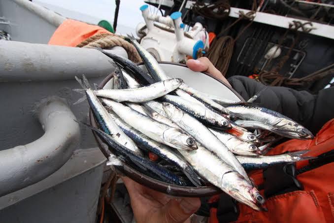 Pesca de anchoveta registró un avance de 58.79%   