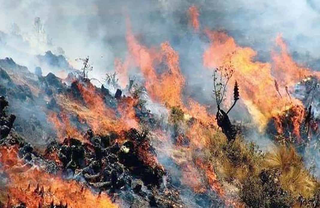 Incendio incontrolable genera grandes pérdidas ambientales en Cusco