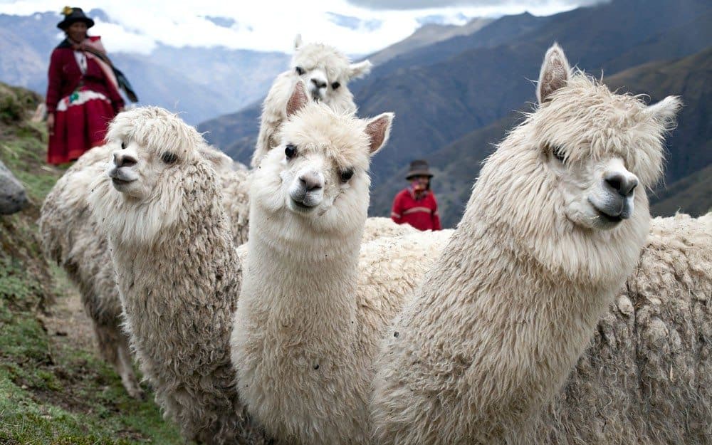 Perú celebró ayer el Día de la Alpaca