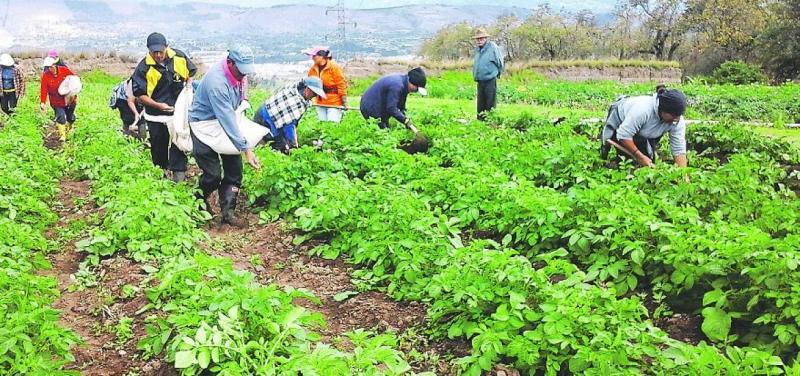Asociatividad y cooperativismo serán impulsados en segunda reforma agraria