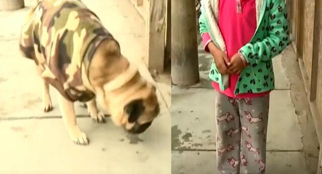 Golpean a una niña en Chorrillos para robarle su perra de raza pug