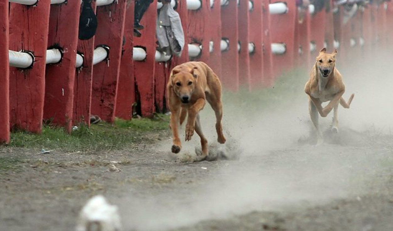 Chile no aprobó proyecto que eliminaba las carreras de perros