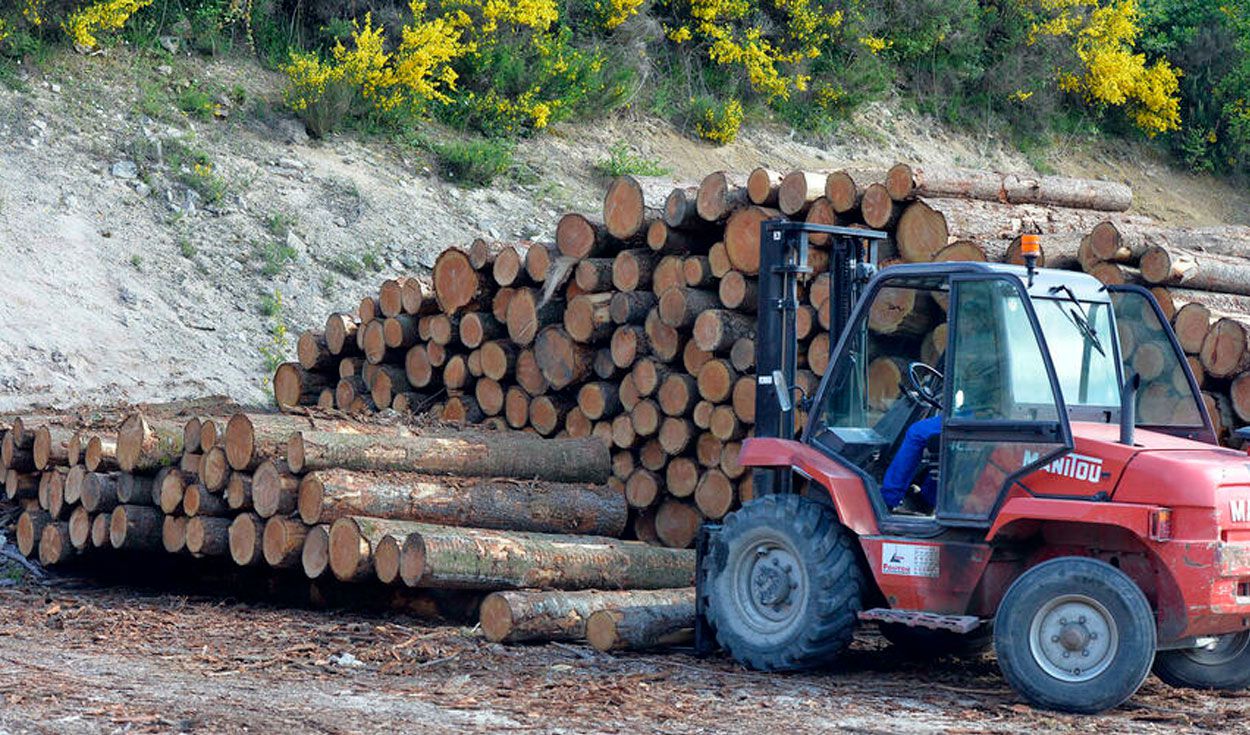 Condenan a una empresa de EEUU por importar madera ilegal
