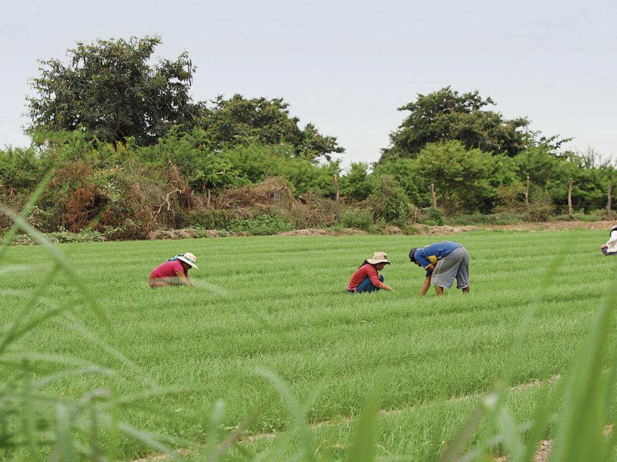 MIDAGRO lanza 2da. reforma agraria para industrializar y tecnificar el agro