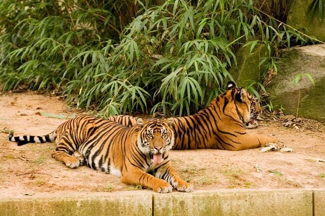 Leones y tigres del zoológico de Washington contrajeron Covid-19