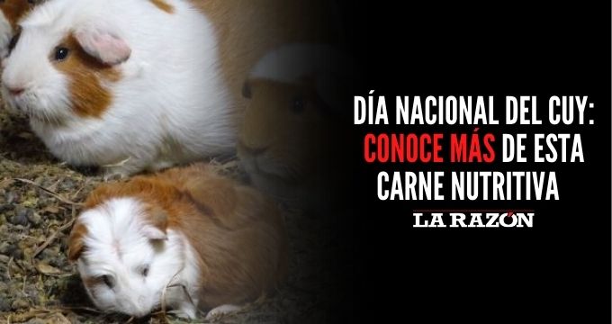 Día Nacional Del Cuy Conoce Más De Esta Carne Nutritiva La Razón 0855