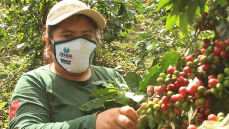 Se invertirá S/ 4.6 millones para impulsar producción de café orgánico en Puno