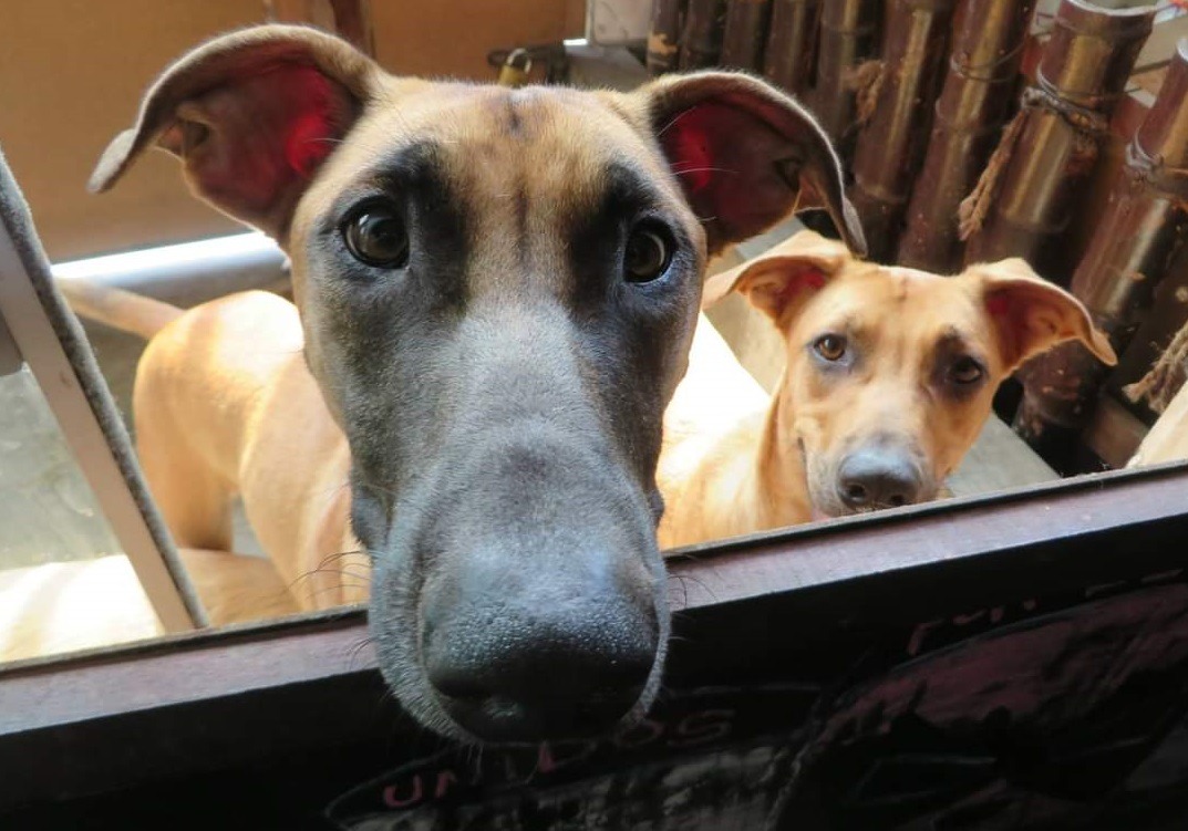 Lanzan campaña para ayudar a albergues y rescatistas de perros y gatos