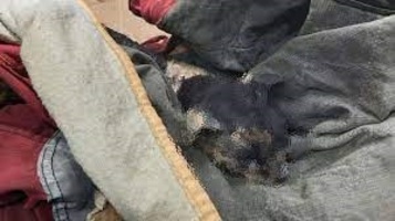 El felino, que se encontraba en Mesa Redonda, fue atendido por un veterinario en la madrugada, ya que tenía quemaduras graves.