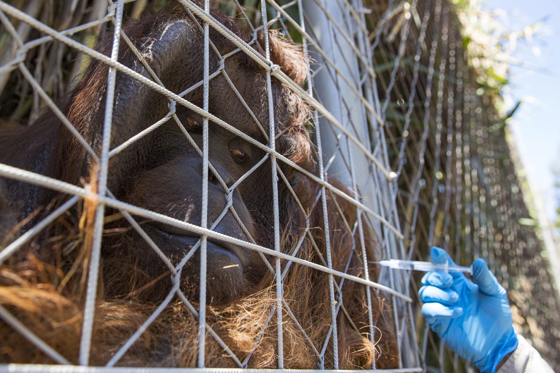 En Chile empezaron a vacunar a animales de un zoológico contra la COVID-19