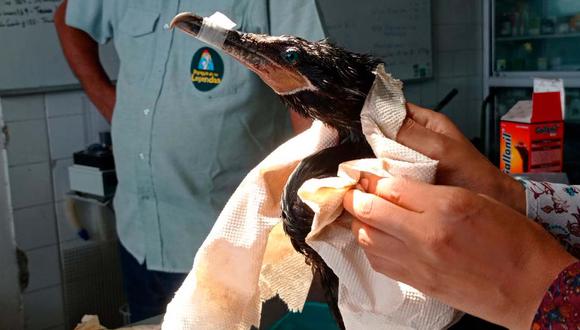 Ventanilla: Animales son rescatados tras derrame de petróleo