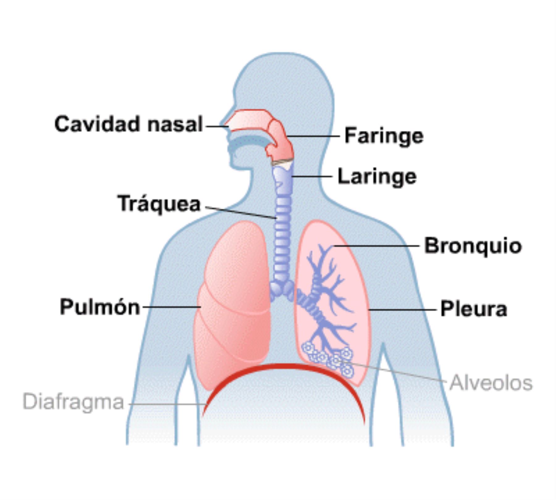 ¿Qué vías respiratorias son más afectadas por Ómicron?