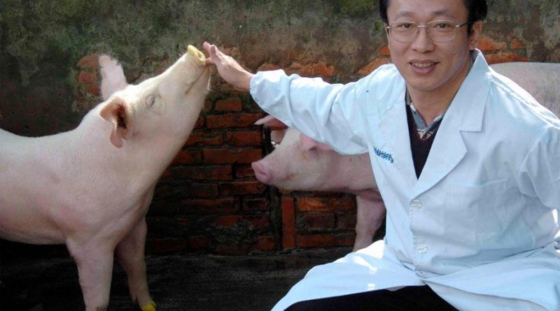 Científicos crían cerdos modificados genéticamente para usar en trasplantes