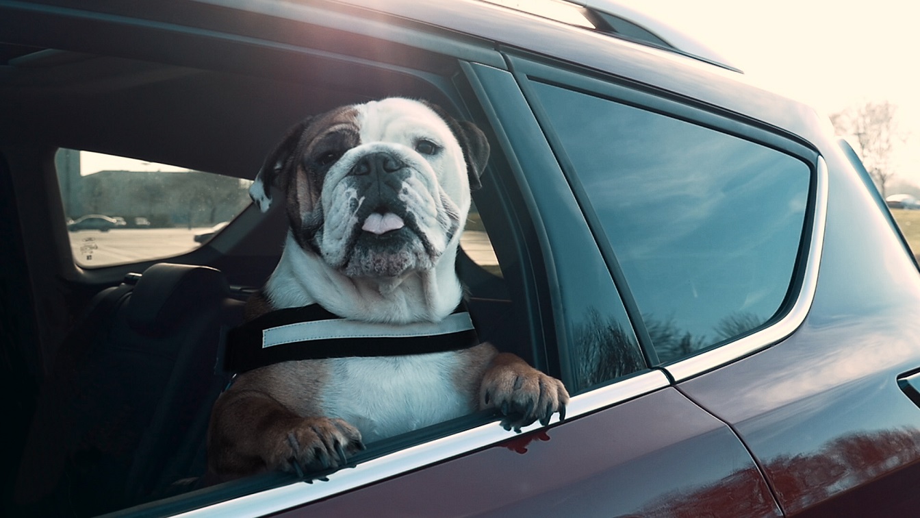Ford crea un modo mascota para la seguridad de los perros